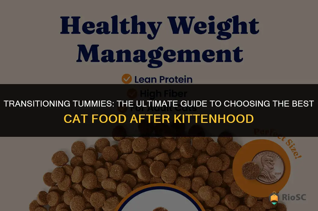 best cat food after kitten food
