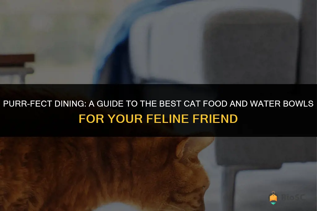 best cat food and water bowls