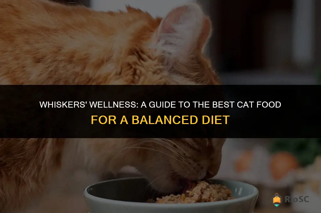 best cat food appropriate diet