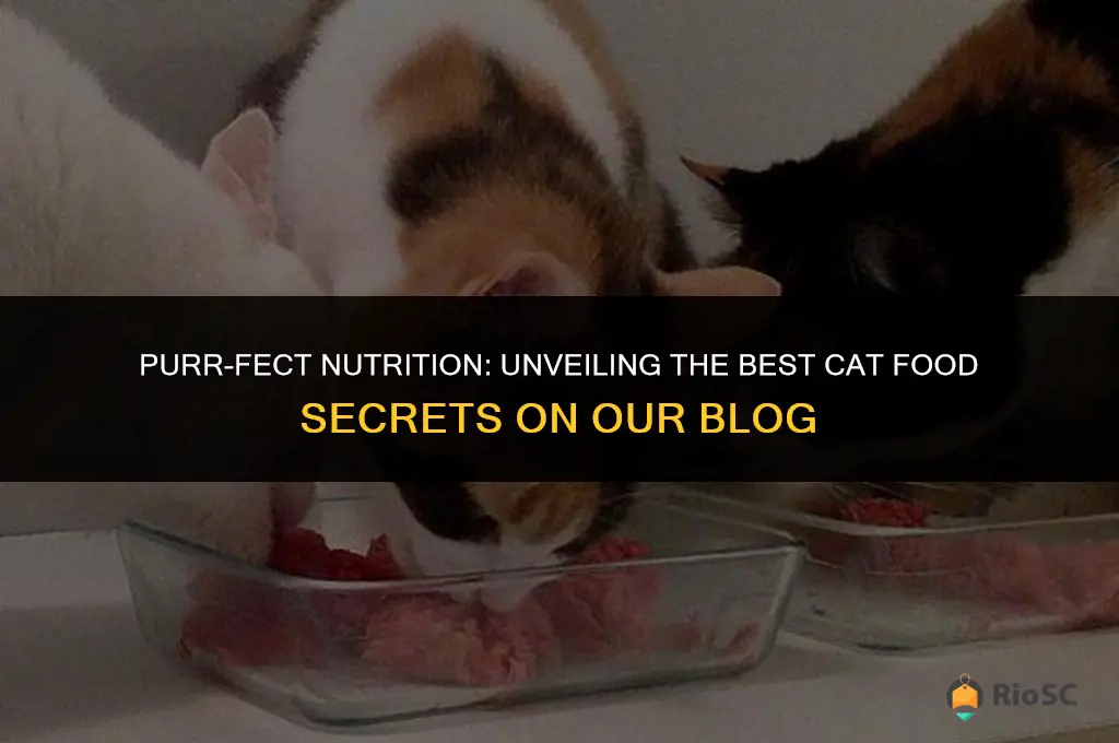 best cat food blog