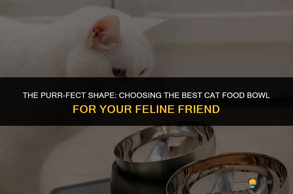 best cat food bowl shape