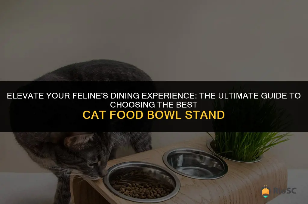 best cat food bowl stand
