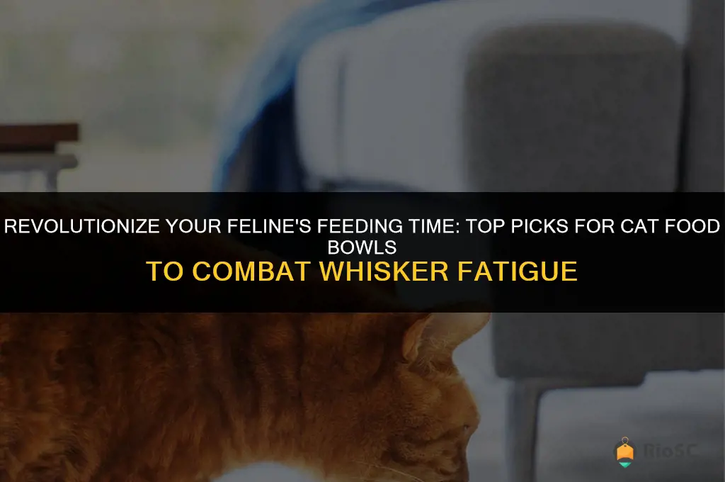 best cat food bowl whisker fatigue