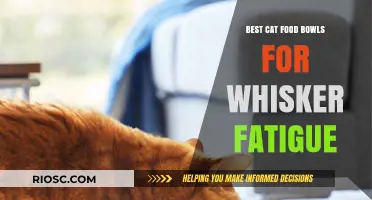Top Picks for Feline Dining: Cat Food Bowls to Ease Whisker Fatigue