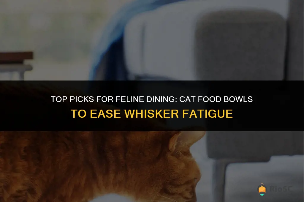 best cat food bowls for whisker fatigue
