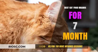 Top-Rated Cat Food Brands for Your 7-Month-Old Feline Friend
