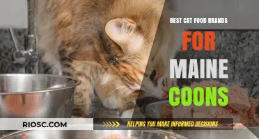 Top-Rated Cat Food Brands for Maine Coons: A Comprehensive Guide