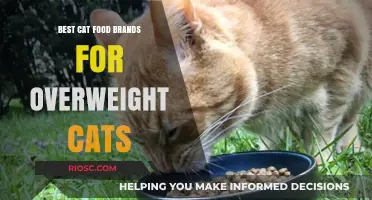 Top-Rated Cat Food Brands to Help Your Overweight Feline Friend Shed Pounds