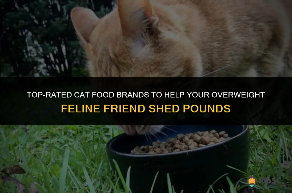 best cat food brands for overweight cats