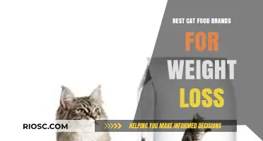 Slimming Down Your Feline Friend: Top Cat Food Brands for Weight Loss