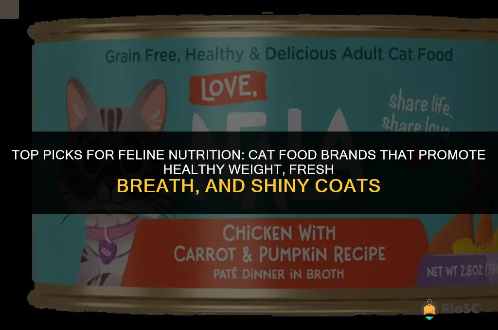 best cat food brands healthy weight good breath coat