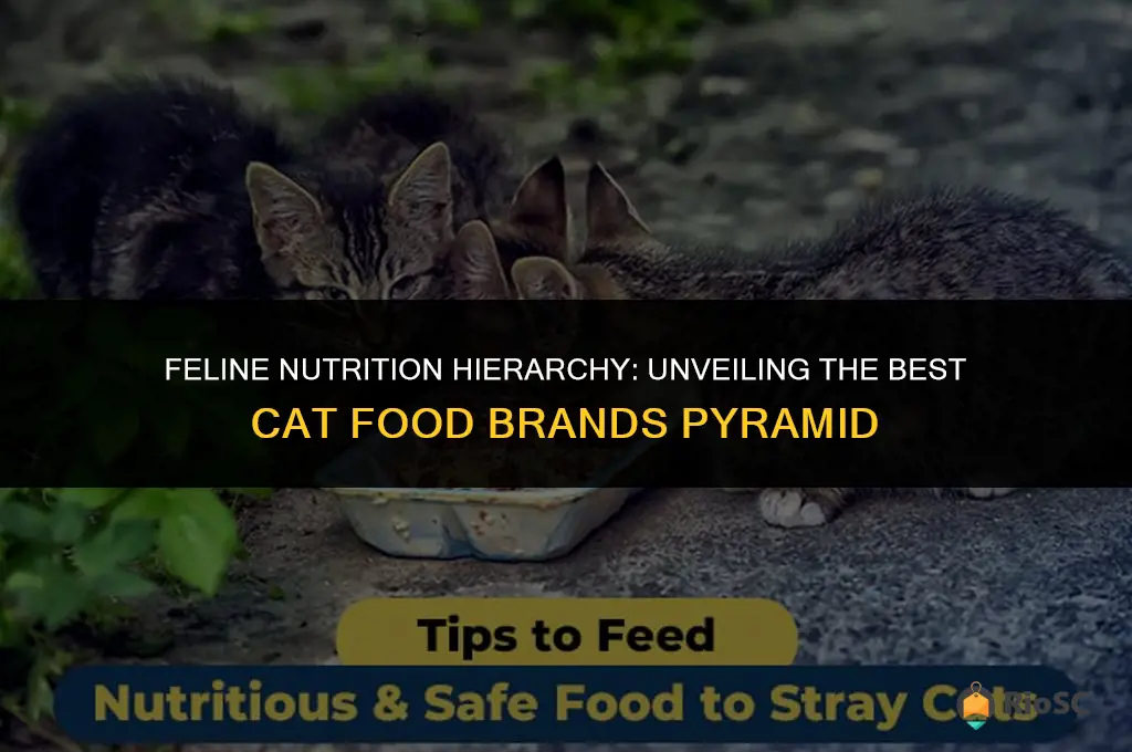 best cat food brands pyramid