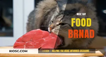 Top-Rated Cat Food Brands: A Comprehensive Guide for Feline Nutrition