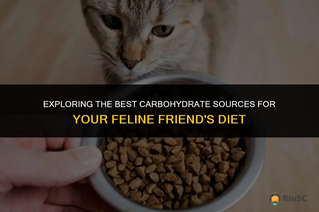 best cat food carbohydrates