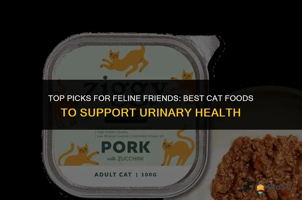 best cat food cats urinary problems