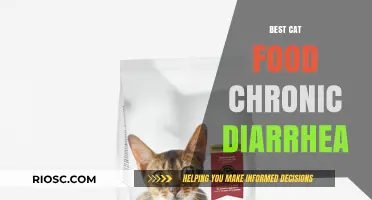 Top Picks for Sensitive Stomachs: The Best Cat Food to Ease Chronic Diarrhea