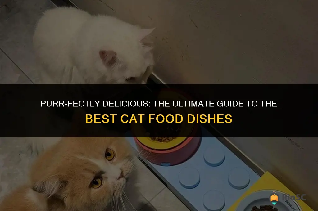 best cat food dishes