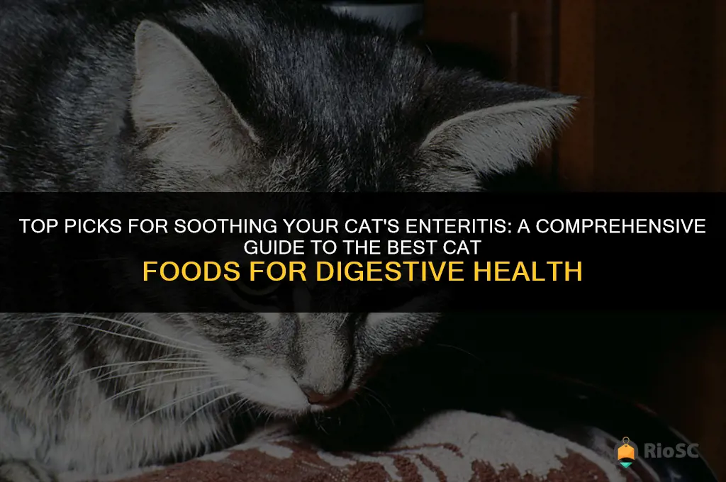 best cat food enteritis