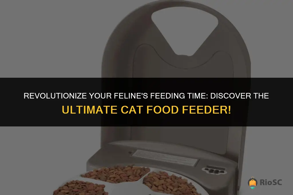 best cat food feeder