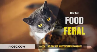Top Picks for Feral Feline Nutrition: A Comprehensive Guide to the Best Cat Food for Stray Cats