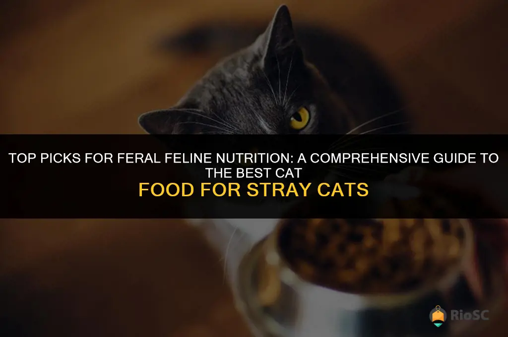 best cat food feral