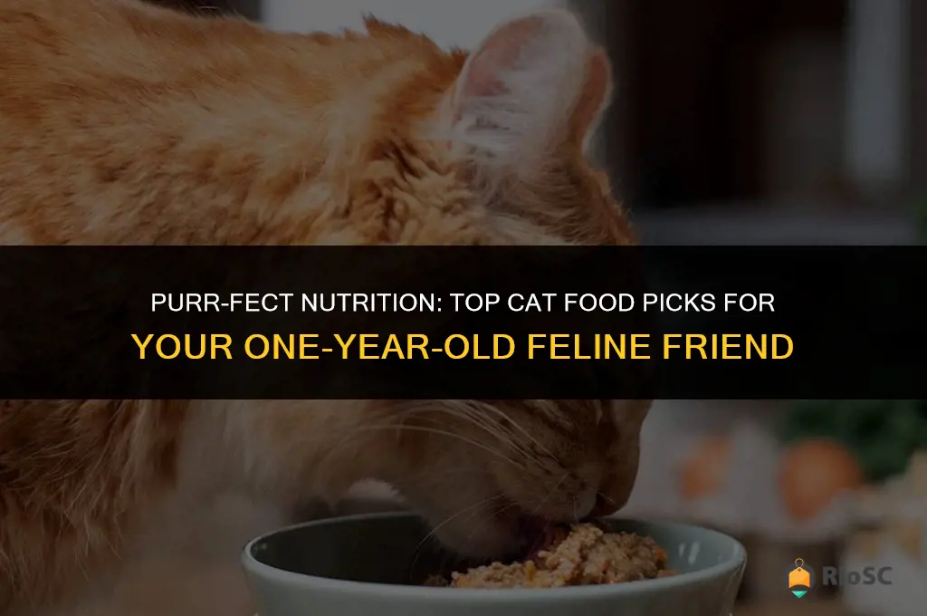 best cat food for 1 year old
