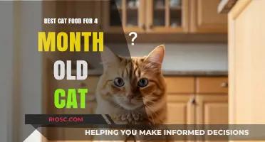 Nourishing Your Growing Feline: Top Cat Food Picks for 4-Month-Old Cats