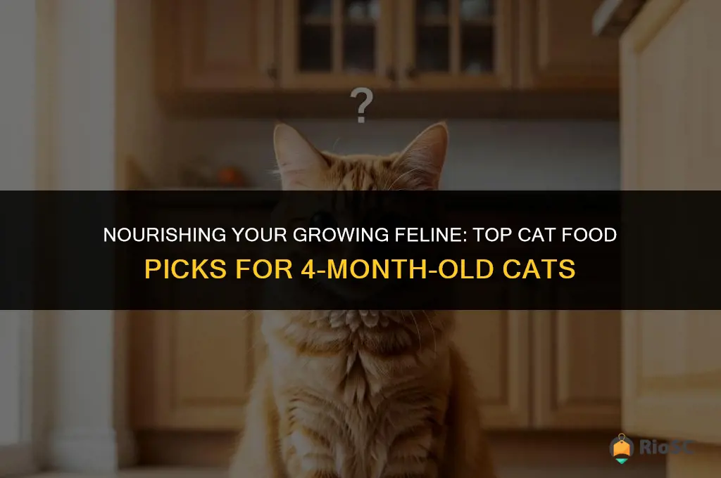 best cat food for 4 month old cat