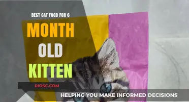 Nourishing Growth: Top Cat Food Picks for Your 6-Month-Old Kitten