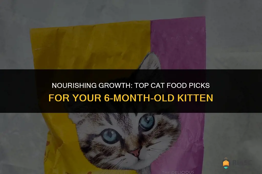 best cat food for 6 month old kitten
