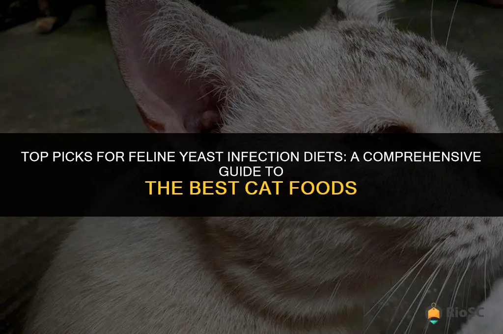 best cat food for a cat with a yeast infection