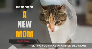 Nourishing New Moms: Top Cat Food Picks for Postpartum Care