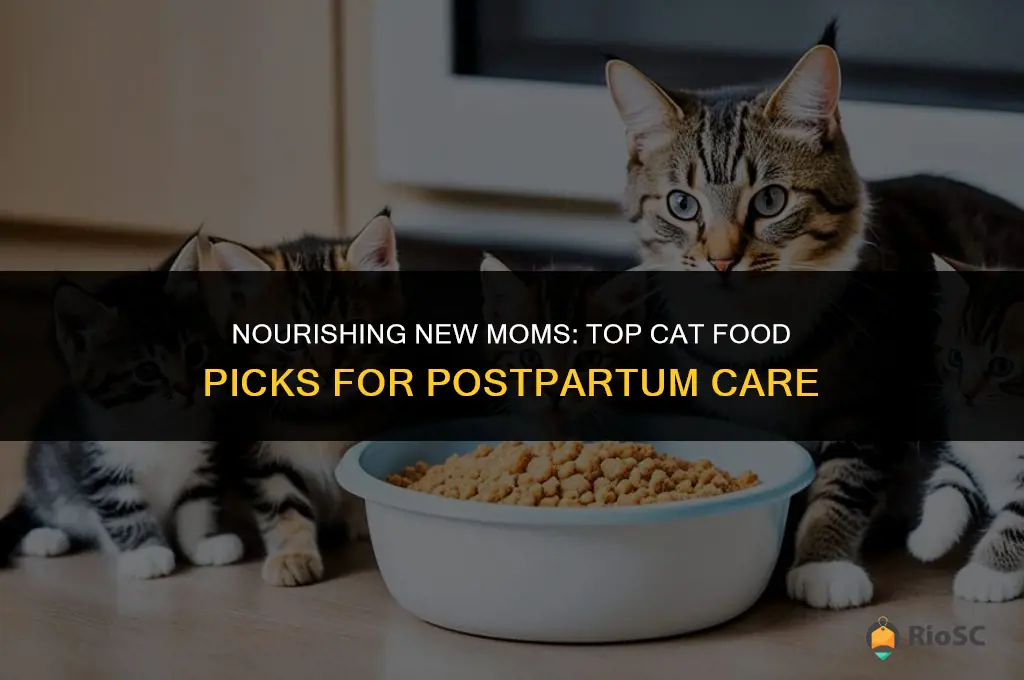 best cat food for a new mom