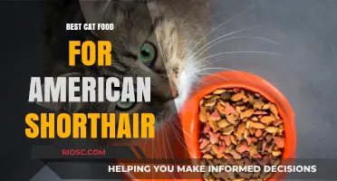 Purr-fect Nutrition: Top Cat Food Picks for Your American Shorthair