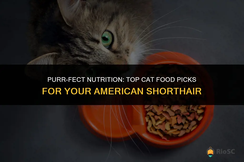 best cat food for american shorthair