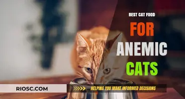 Nourishing Your Feline Friend: Top Cat Food Choices for Combating Anemia