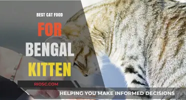 Top-Rated Nutrition for Bengal Kittens: A Comprehensive Guide to the Best Cat Food Options