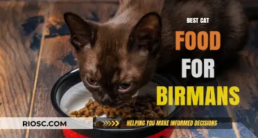 Top Nutrition Picks: Premium Cat Food Options for Your Burmese Companion