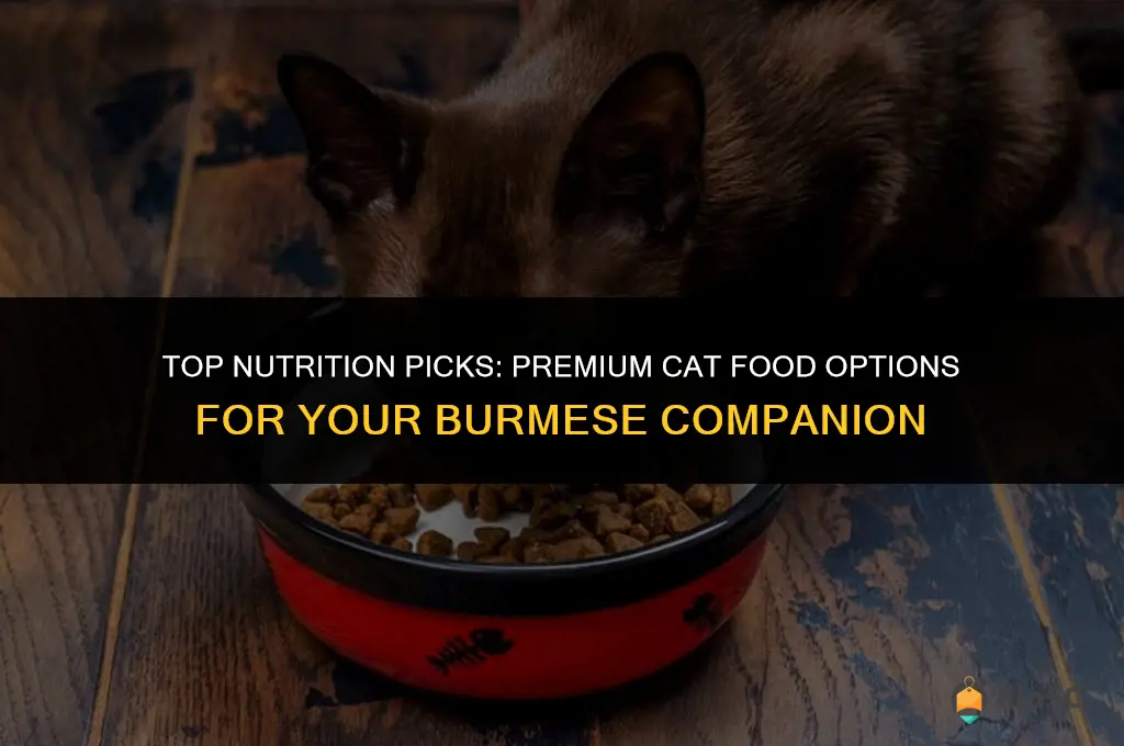 best cat food for birmans