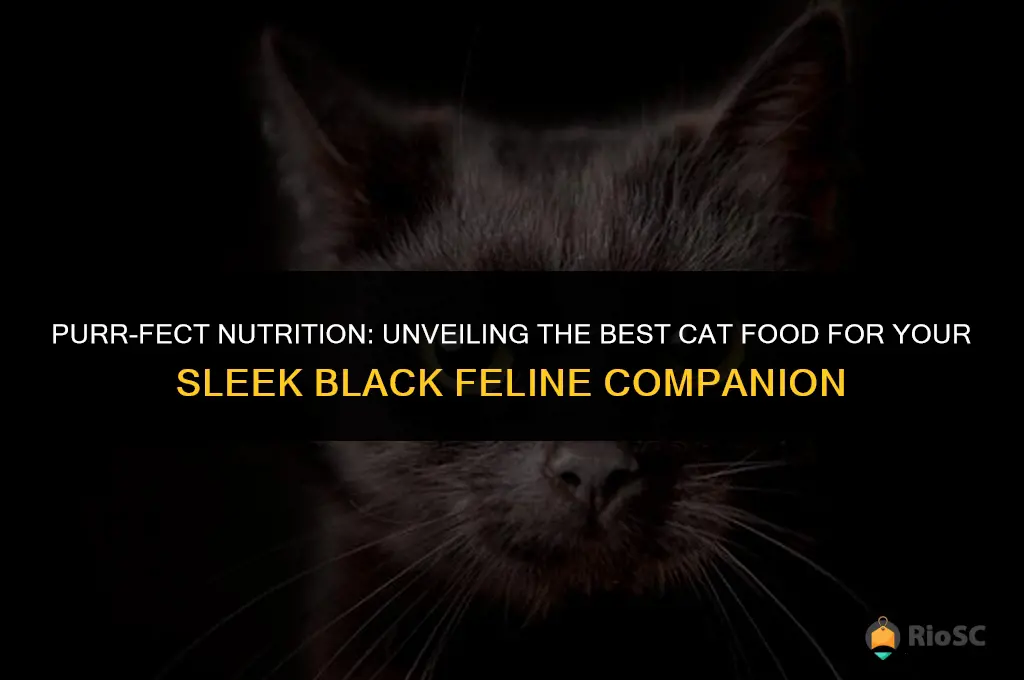 best cat food for black cats