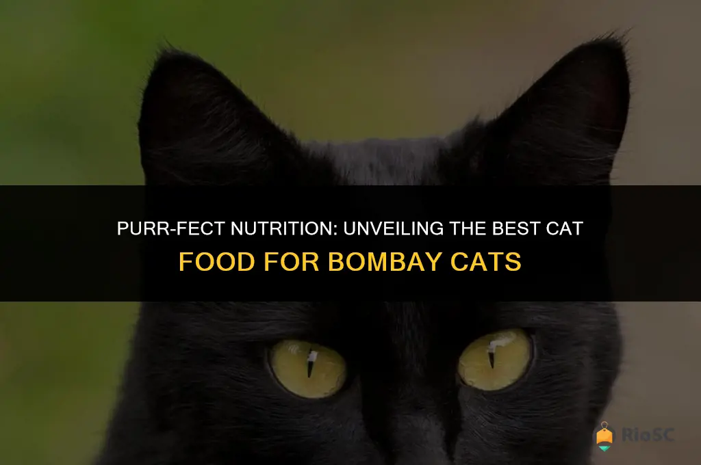 best cat food for bombay