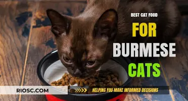 Purr-fect Nutrition: Tailoring Your Burmese Cat's Diet for Optimal Health and Happiness