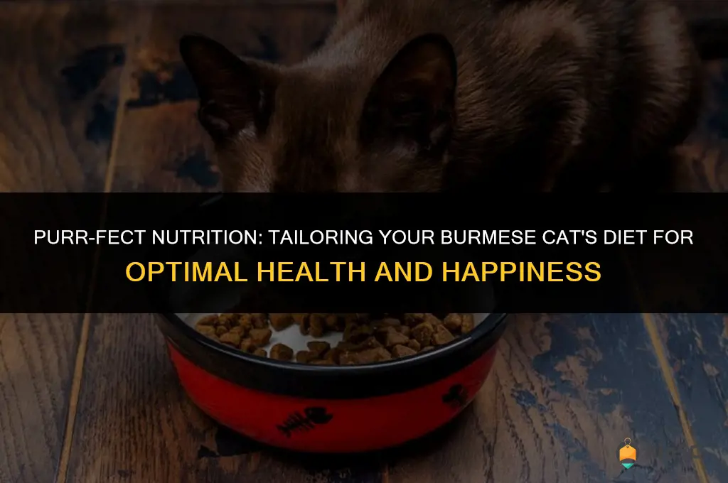 best cat food for burmese cats