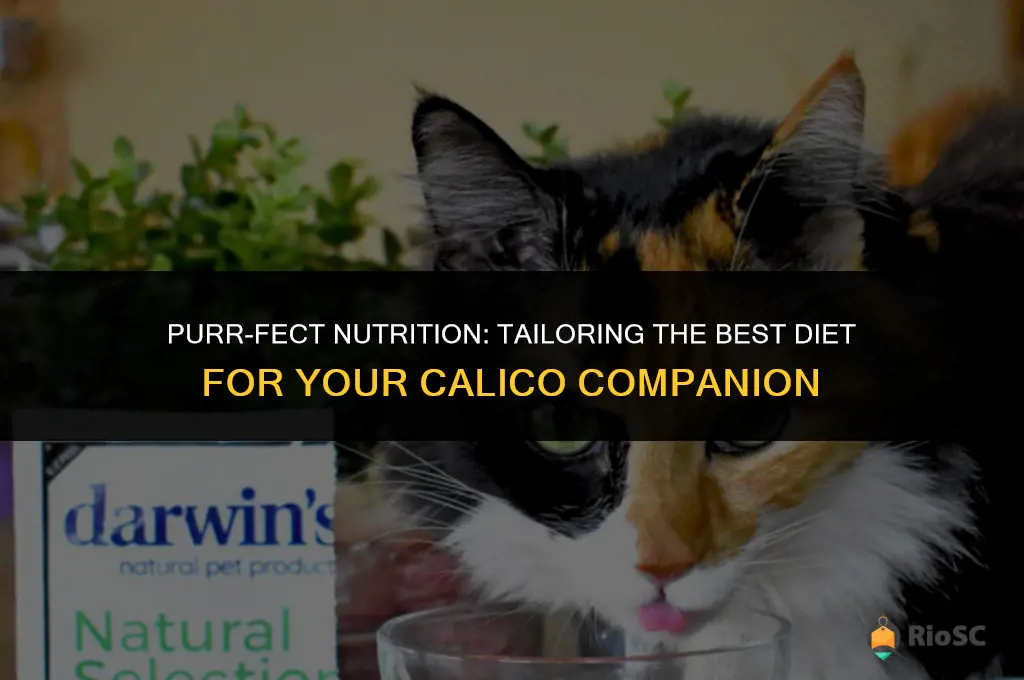 best cat food for calico cats