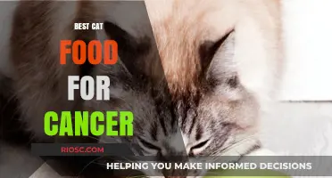 Nutrition for Feline Wellness: Top Cat Food Choices to Support Cancer Recovery