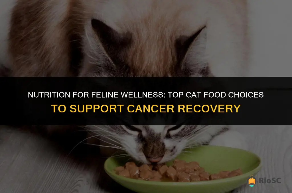 best cat food for cancer