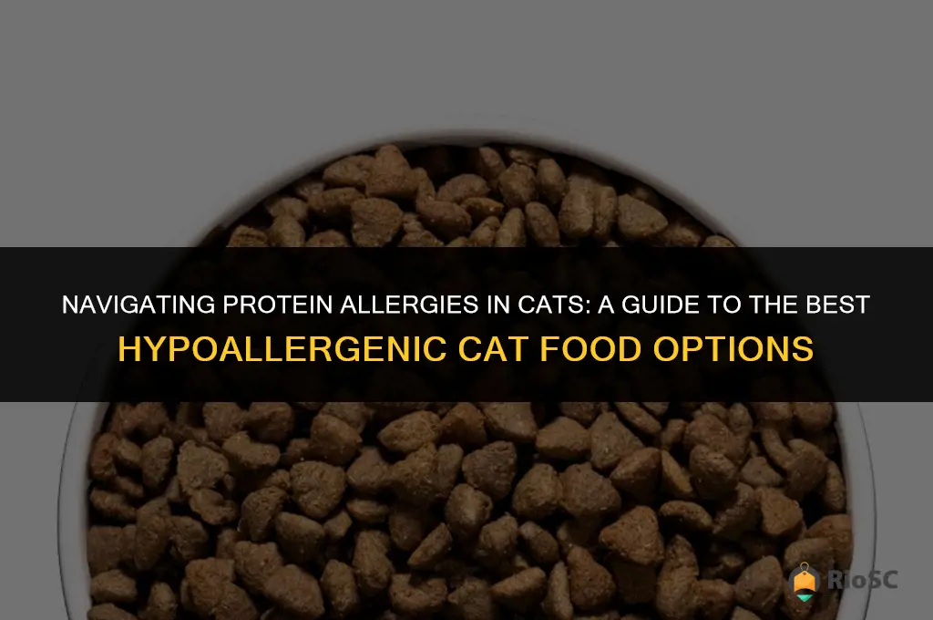 best cat food for cat allergic to protein