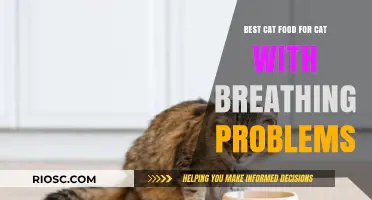 Top Picks for Feline Nutrition: Best Cat Food Options for Cats with Breathing Issues