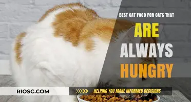 Top Picks for Feline Feast: Best Cat Food for Hungry Cats