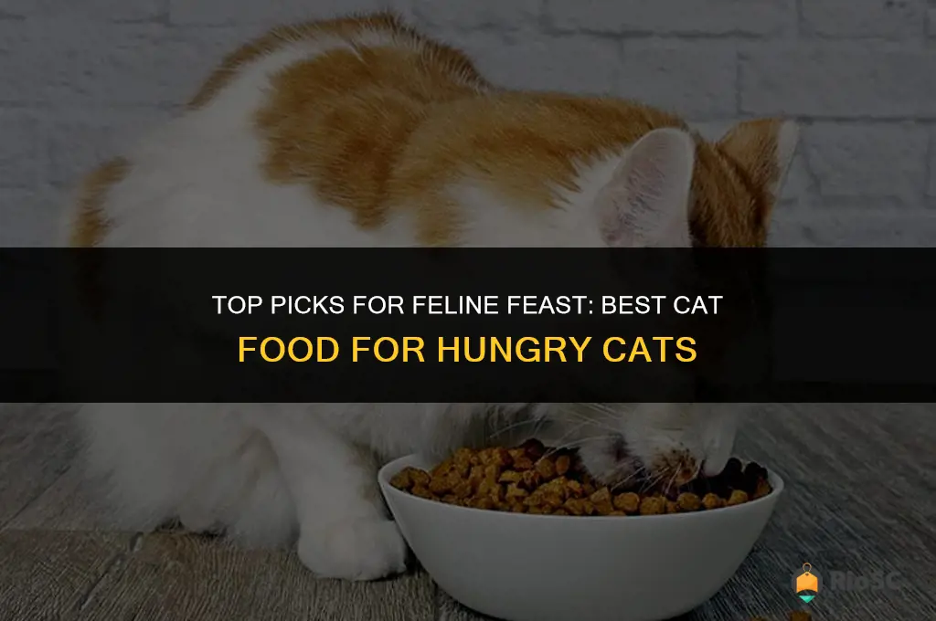 best cat food for cats that are always hungry